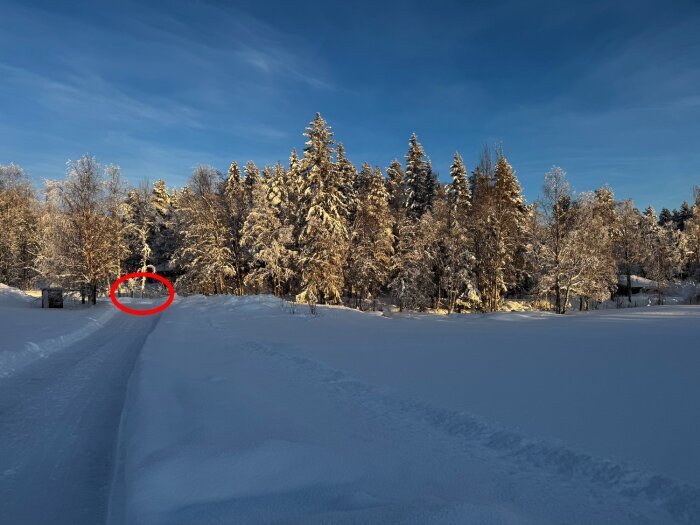 Snöklädd väg leder mot en skog av frostiga träd i vintersol, med ett litet skogsskifte markerat i rött.