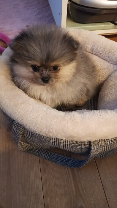 Liten fluffig hundvalp sitter i en mjuk bädd på ett trägolv.