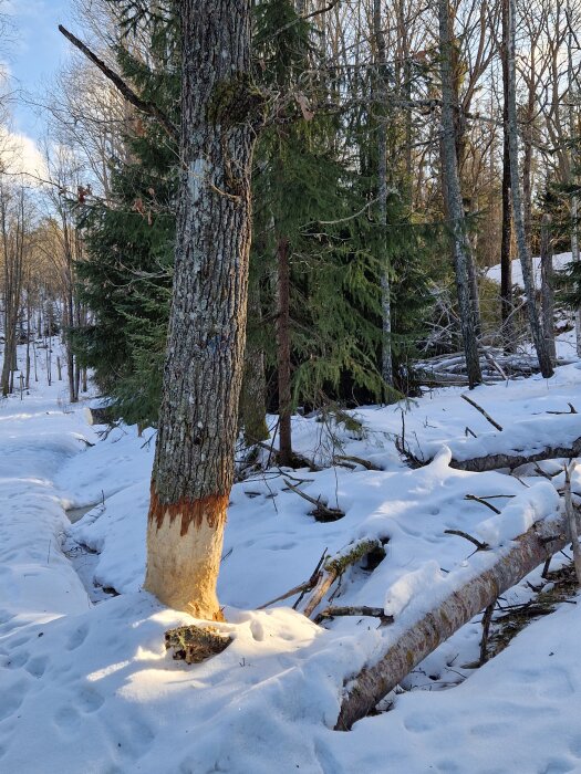 Träd i vinterlandskap med bark skavd av bäver, omgivna av snö och andra träd.