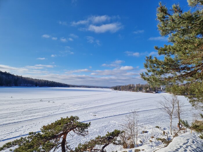 Snötäckt landskap vid en frusen sjö, omgiven av skog och byggnader i horisonten under en blå himmel. En tallgren sticker ut i förgrunden.