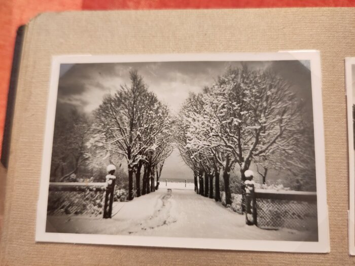 Svartvit bild av en snötäckt väg omgiven av träd med snö på grenarna, staket på båda sidor och en molnig himmel.