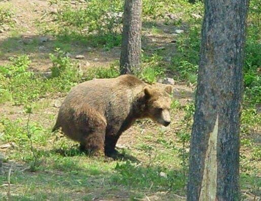 En brun björn sitter på marken i en skog med träd och grönska runt omkring.