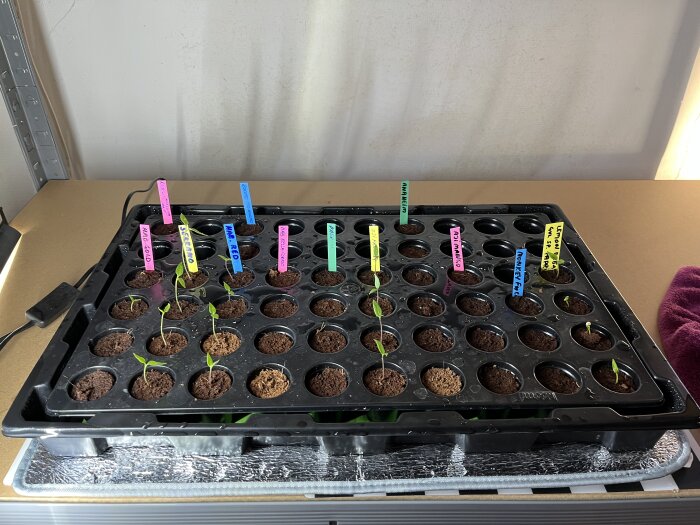 Fröplantor i ett tråg med färgade etiketter som markerar olika sorter, några plantor har börjat gro i en inomhusmiljö med konstgjord belysning.