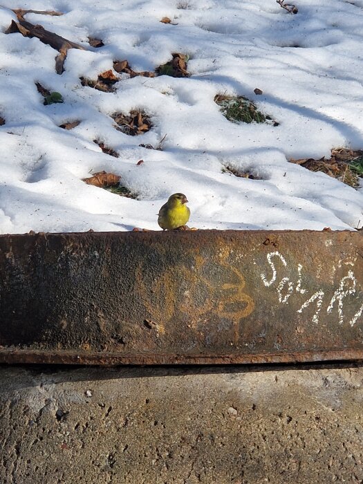 Liten gulgrön fågel sitter på en rostig metallbalk med snötäckt mark och fallna löv i bakgrunden.