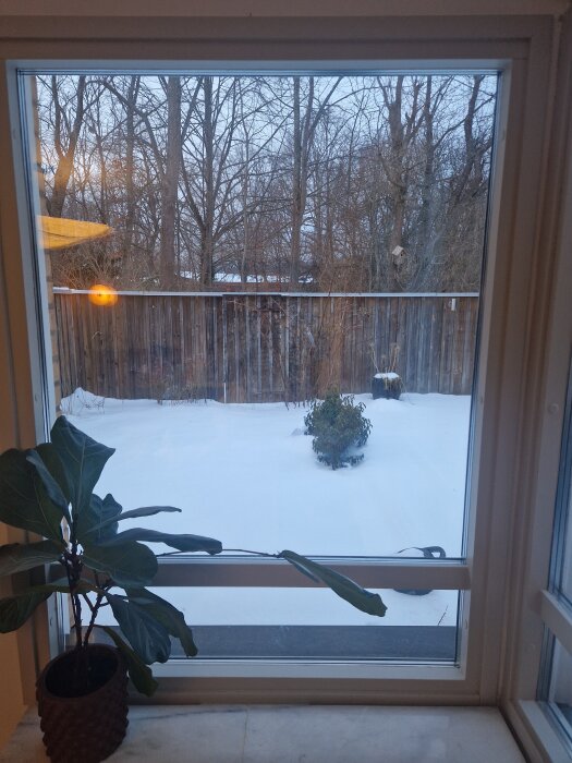 Vy genom ett stängt fönster mot en snötäckt trädgård med träd och ett staket, samt en krukväxt inomhus.