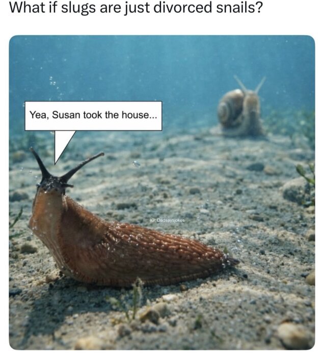 En snigel undervattens med en pratbubbla som säger "Yea, Susan took the house" och en snäcka i bakgrunden.