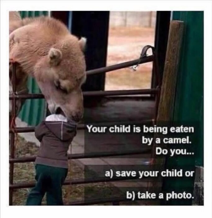 En kamel verkar bita tag i en barns huva vid ett staket. Text på bilden ställer en humoristisk fråga om att antingen rädda barnet eller ta ett foto.