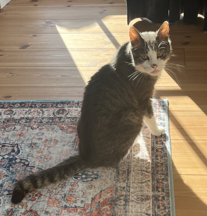 Katt sitter på en färgglad matta i ett soligt rum med trägolv, tittar mot kameran.