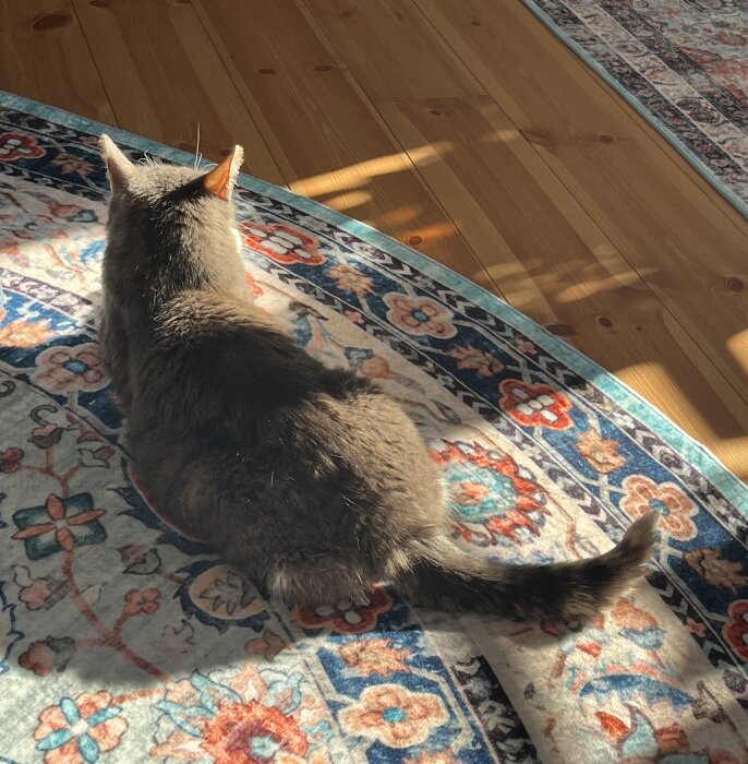 Katt som ligger på en färgglad matta och vilar i solens sken. Golv av trä syns runtom mattan.