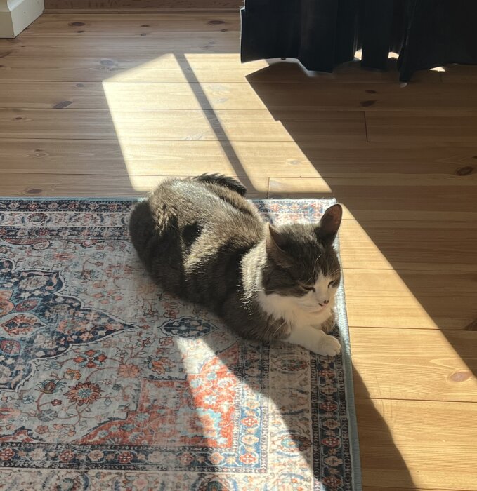 Katt som ligger på en färgglad matta i soligt rum med trägolv.