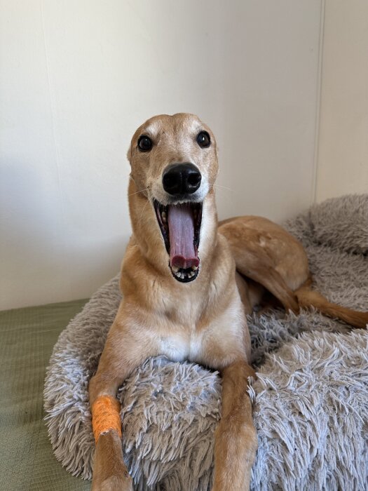 Hund som ligger på en grå filt med öppen mun. Hunden har en orange bandage på benet och ser avslappnad ut.