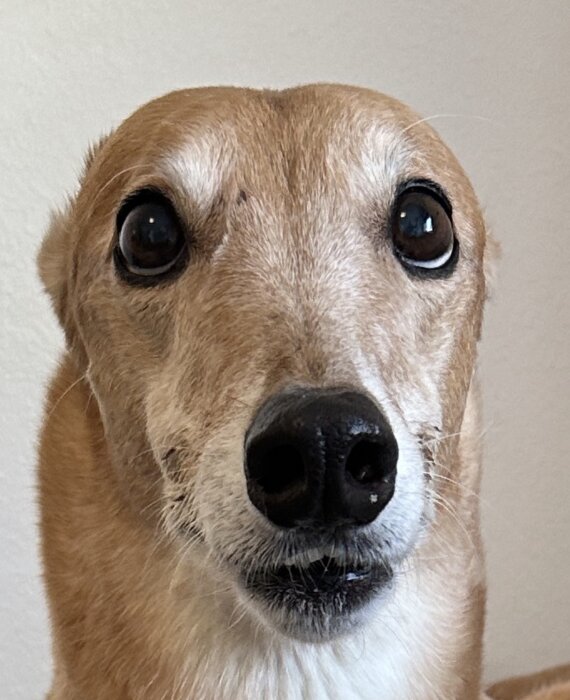 Närbild på en hund med bruna ögon och ljusbrun päls, tittar mot kameran med intresserad blick.
