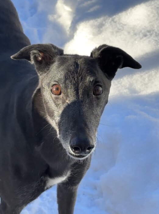Hund med svarta och vita pälsar står på snö, ser uppmärksam ut.