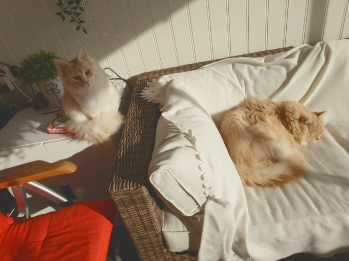 Två ljusa katter på en solig altan, en sitter och en sover på en vit soffa, med gröna växter i bakgrunden.