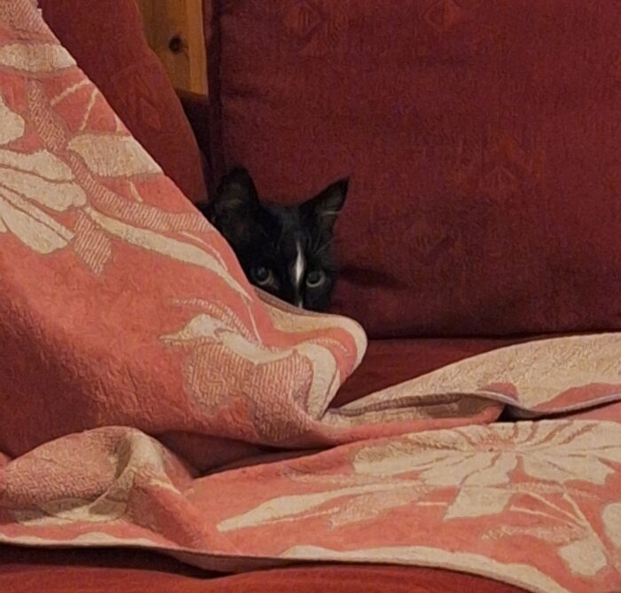 Svartvit katt gömmer sig under ett blommigt rött täcke på en soffa.