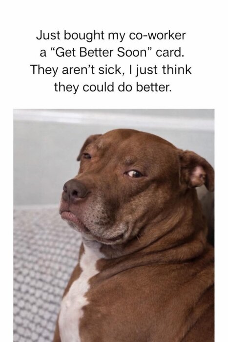 Brun hund ser skeptisk ut, text ovanför om att ge ett "Krya på dig"-kort till kollega som inte är sjuk utan behöver förbättra sig.