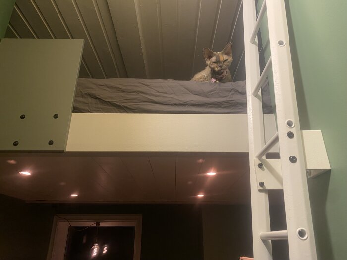 Loftsäng med stege i sovrum, katt på sängen.