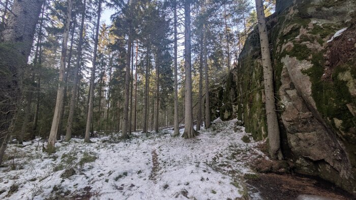 Snötäckt skogslandskap med höga granar och en mossklädd klippa till höger, delvis solbelyst.
