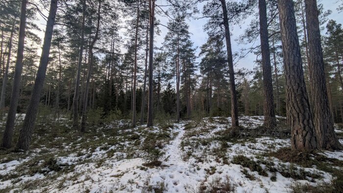 Snötäckt skogsstig omgiven av höga tallar en vinterdag, med fläckar av grönska och en molnig himmel i bakgrunden.