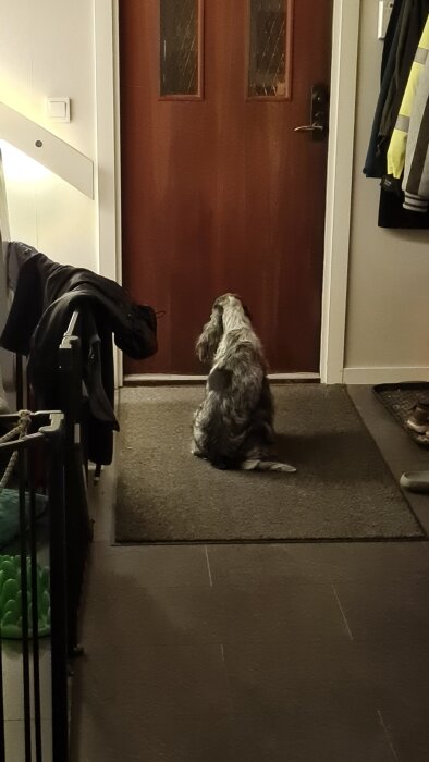 Hund väntar vid dörren.