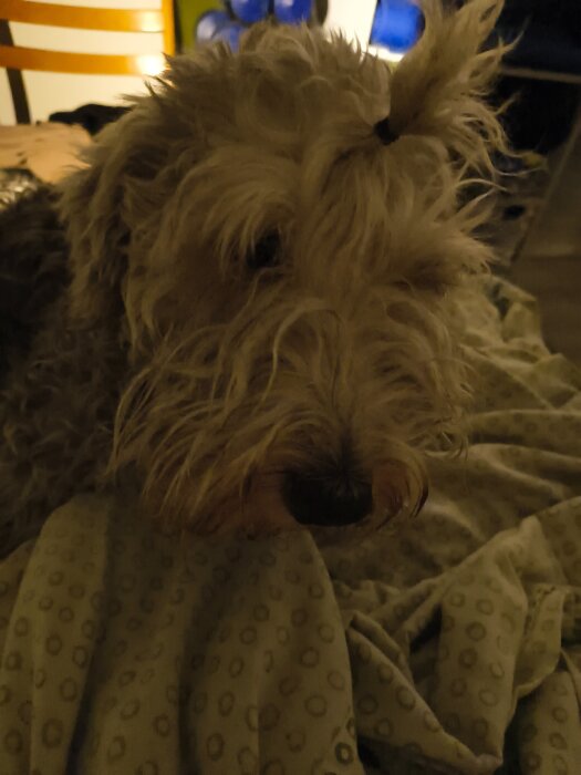Hund med lurvig päls och tofs i pannan, ligger på ett mönstrat täcke.