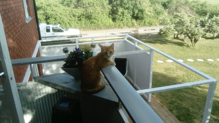 En orange katt sitter på ett balkongräcke med en blomkruka bredvid, omgiven av grönska och en parkerad vit bil i bakgrunden.