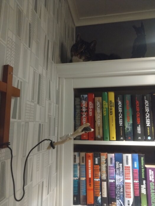 En katt ligger ovanpå en bokhylla fylld med böcker, med en dekorativ prydnad på väggen bredvid.