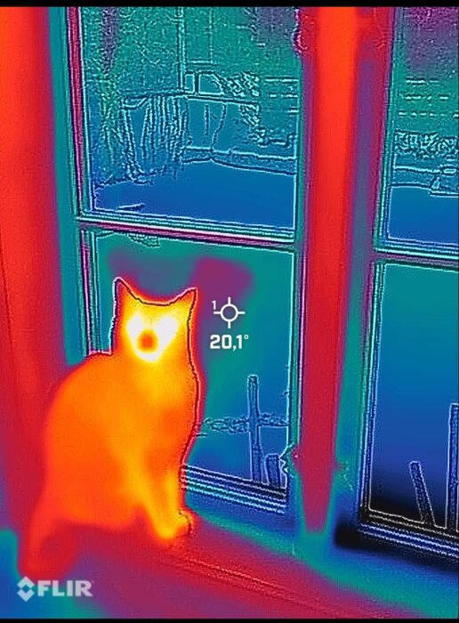 Termisk bild som visar en katt i en fönsterkarm, där katten är varm och omgivningen kall.