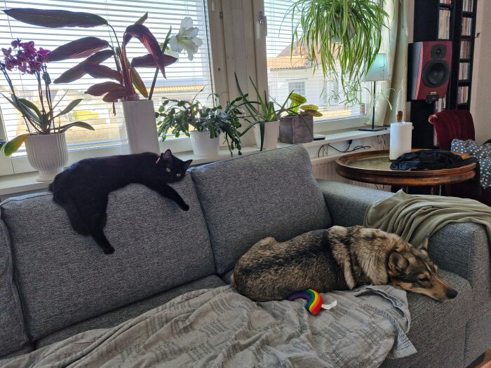 En svart katt ligger ovanpå en grå soffa och en hund vilar på soffan framför kuddar och filtar, omgiven av krukväxter.