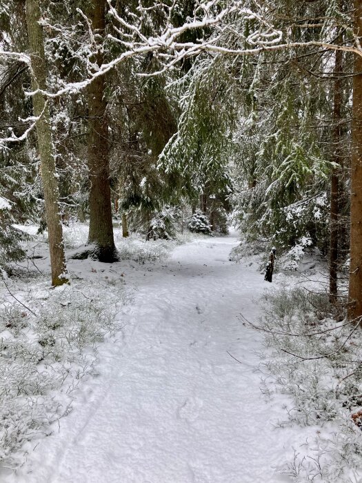 Snötäckt stig genom en tät skog, omgiven av snötyngda granar och trädgrenar. Marken är täckt av vit, orörd snö.
