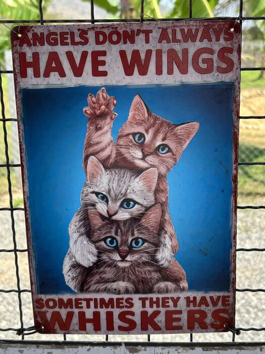 Skylt med texten "Angels don't always have wings, sometimes they have whiskers" och illustration av tre kattungar med blå ögon.