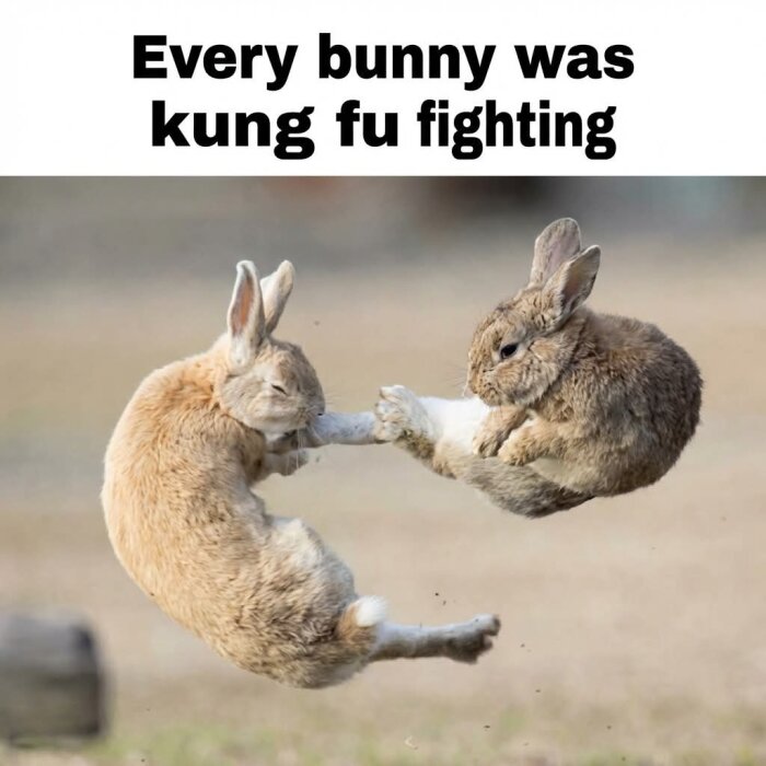 Två kaniner som ser ut att strida som kung fu-kämpar i luften med texten "Every bunny was kung fu fighting" ovanför.