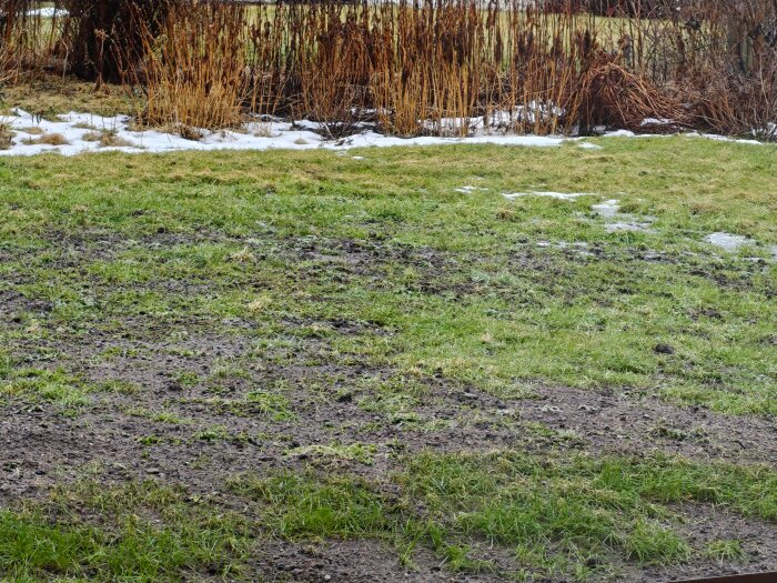 Sliten gräsmatta med kala fläckar och ogräs, omgiven av torra buskar och fläckar av snö.