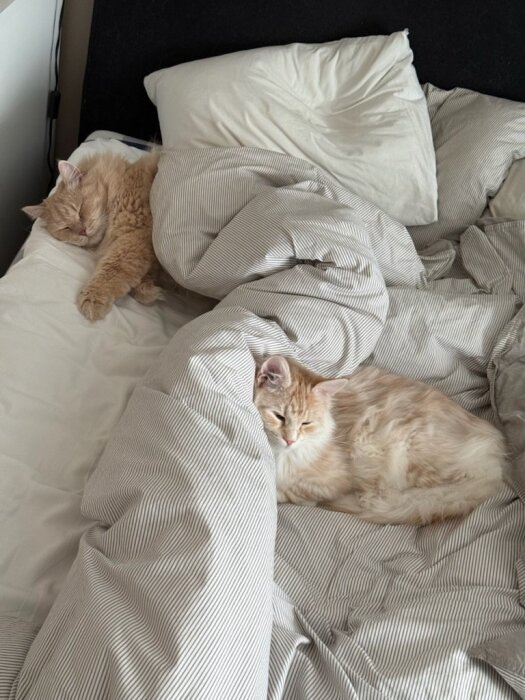 Två katter ligger på en obäddad säng med randiga sängkläder.