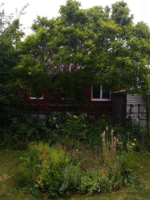 En frodig trädgård med buskar och ett stort träd framför ett hus. Blomrabatt i förgrunden med olika växter och blommor.