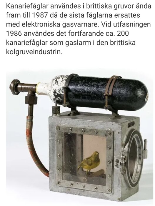En kanariefågel i en metallbur, använd som gaslarm i kolgruvor.