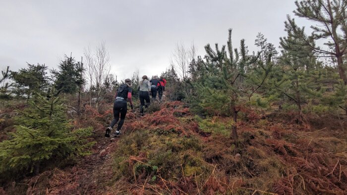 Personer joggar uppför en skogsstig omgivna av träd och buskar under en mulen dag.