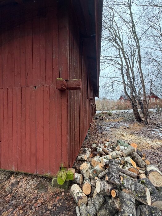 Röd träbyggnad med sprucket fasad, omgiven av en hög med kapade trästockar på marken. Ladan är i dåligt skick.