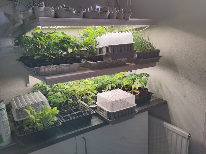 Växter och plantor i olika odlingstråg under växtbelysning på en hylla, inomhusodling av grönsaker och örter.