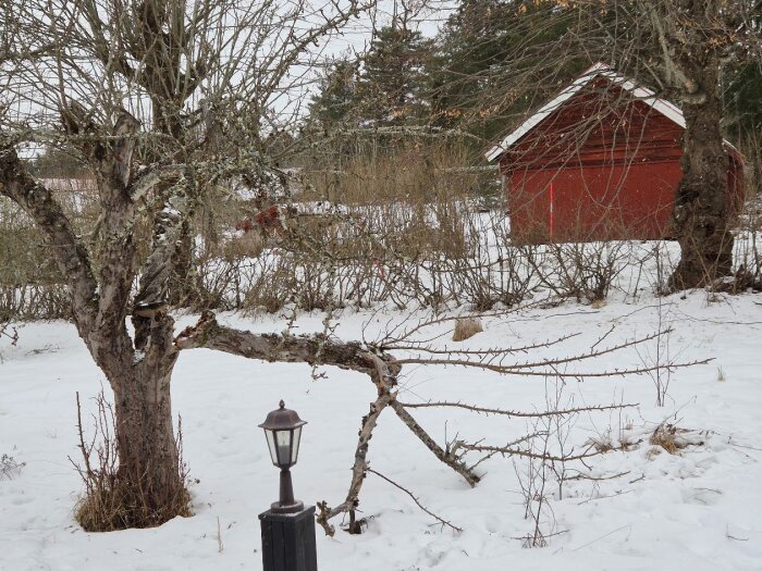 Äppelträd med kapade grenar i snötäckt trädgård, röd stuga i bakgrunden.