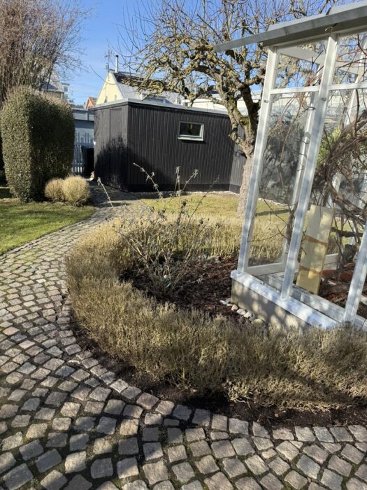 Vissnad buxbomhäck vid stensatt gångväg utanför ett växthus, med döda buxbombollar i bakgrunden.