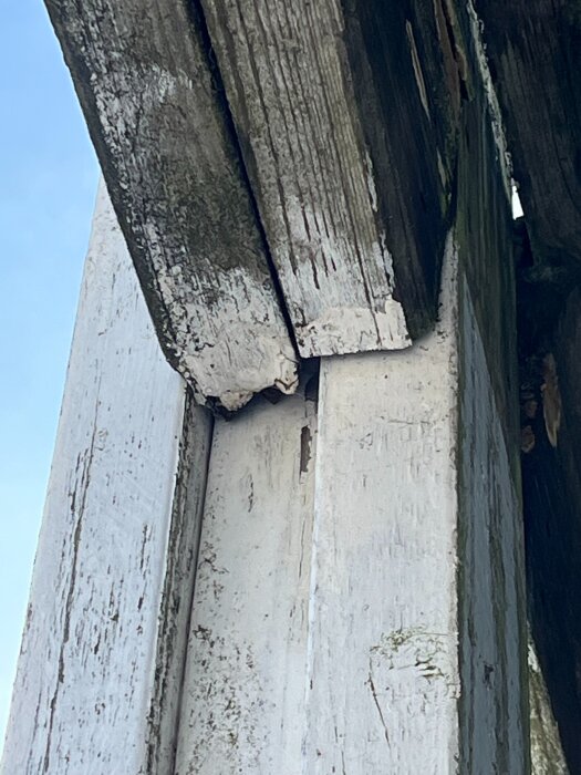 Ruttna bärlinor på en balkong, detalj av en instickande bärlina som vilar på och ruttnar bort vid en balkongstolpe.