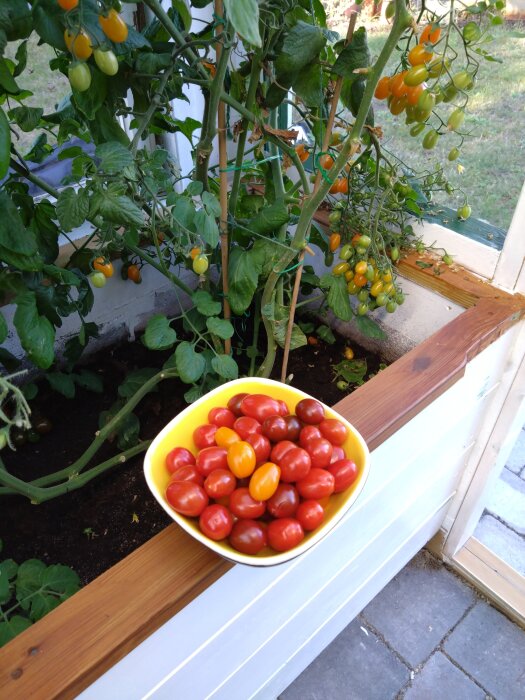 Gul skål med röda och gula tomater placerad på en träbänk bredvid tomatplantor med mogna tomater i ett växthus.