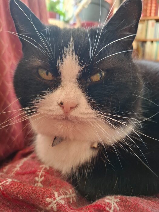 Svarthvit katt ligger på röd filt inomhus.