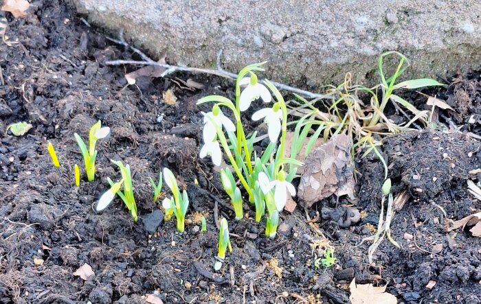 Snödroppar som blommar vid en sten, omgivna av jord och vissna löv.