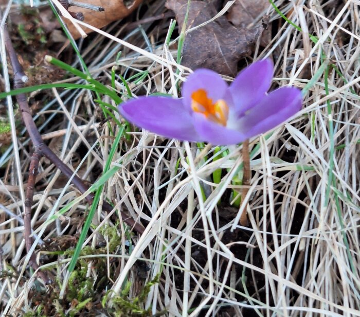 Lila snökrokusblomma tränger upp genom vissnat gräs och mossa.