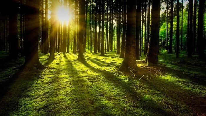 En solbelyst skog med raka träd och mjuk mossig mark, solljus silar genom träden och skapar ett lugnt och fridfullt intryck.