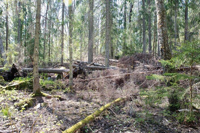 Träd som fallit i en skog, delvis nedbrutna med några stående i bakgrunden, visar effekterna av storm och naturens gång.