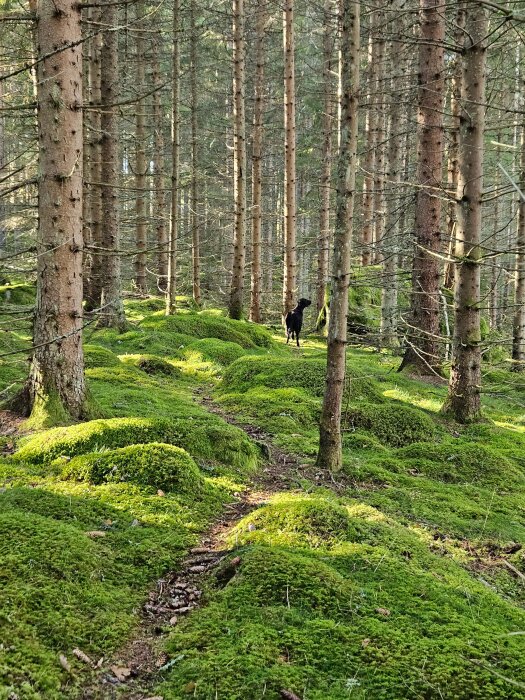 Skogsstig omgiven av yngre och äldre träd med tät grön mossa. En svart hund står på stigen.