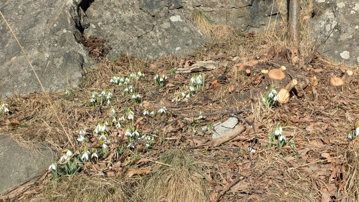 Snödroppar i blomning bland stenar och torrt gräs i Stockholmsområdet under soliga förhållanden.